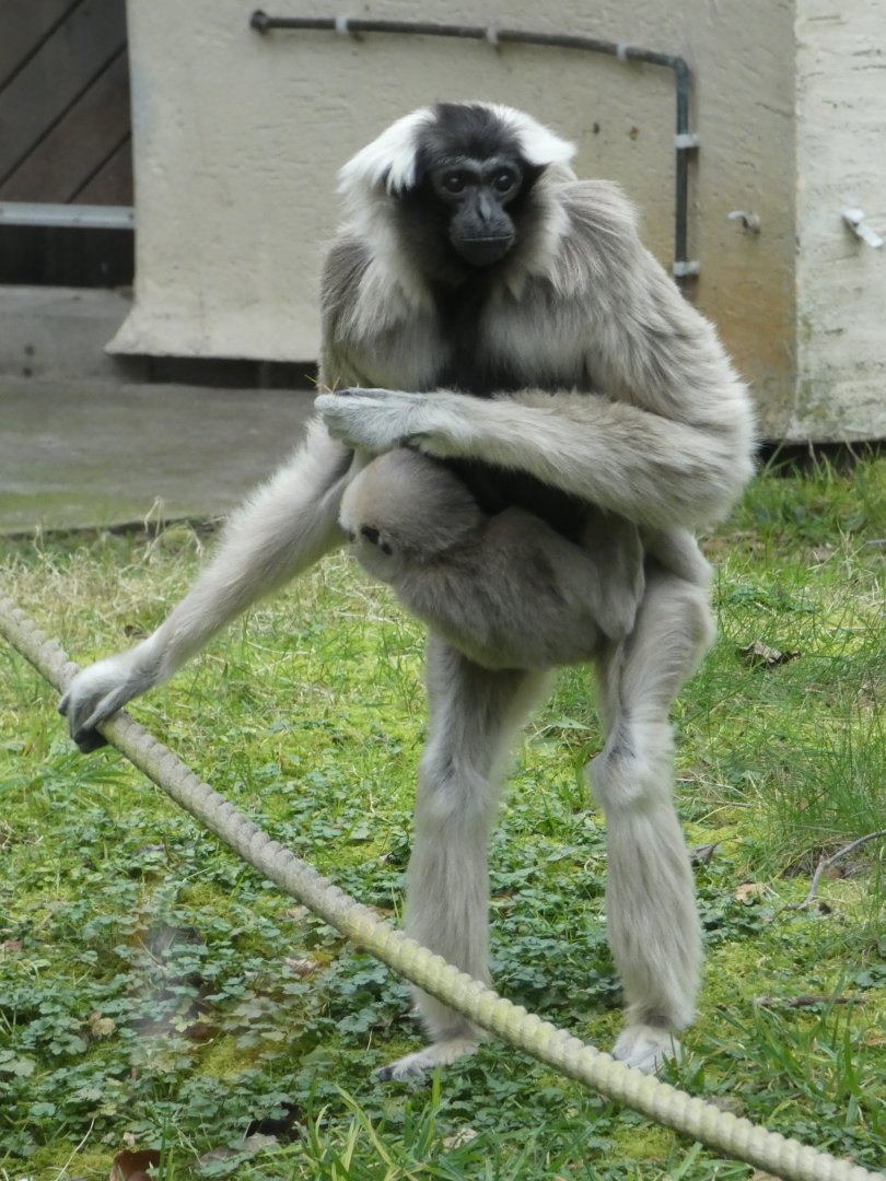 Pileated gibbon female