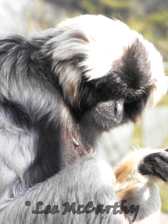 Pileated Gibbon Female