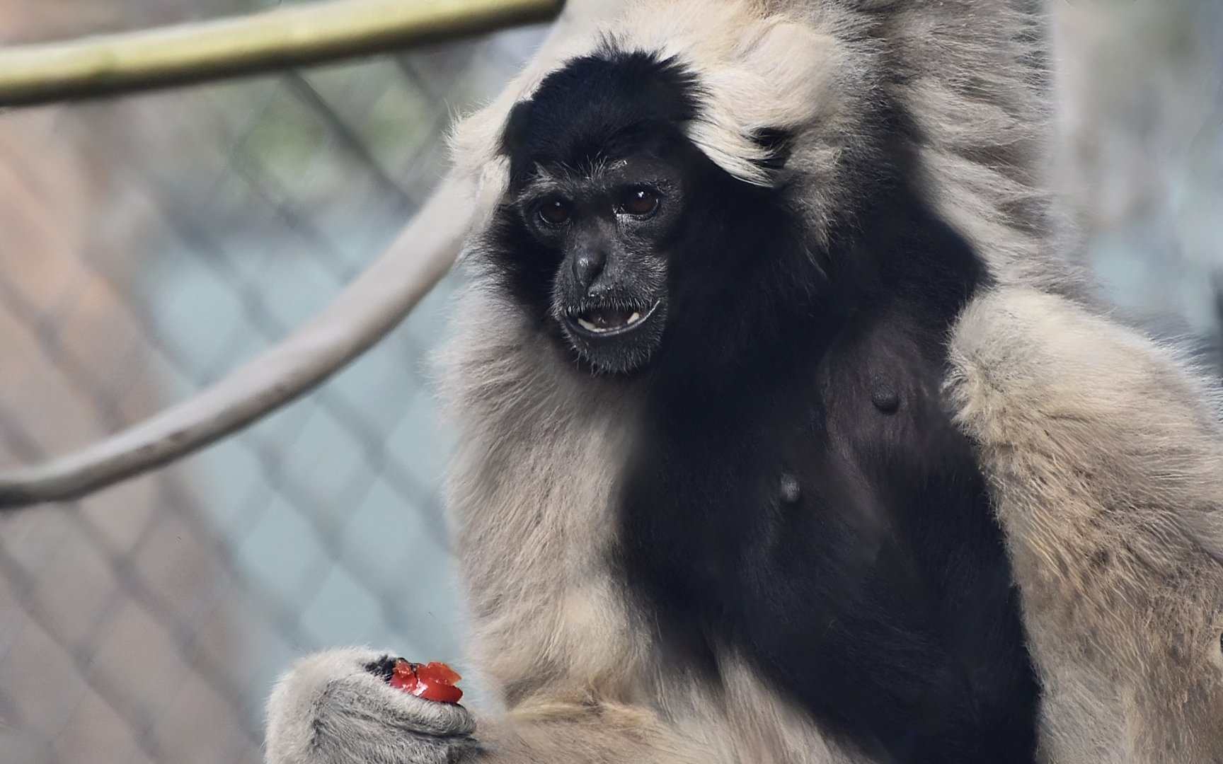 Pileated Gibbon (Hylobates pileatus) female - "Boo"