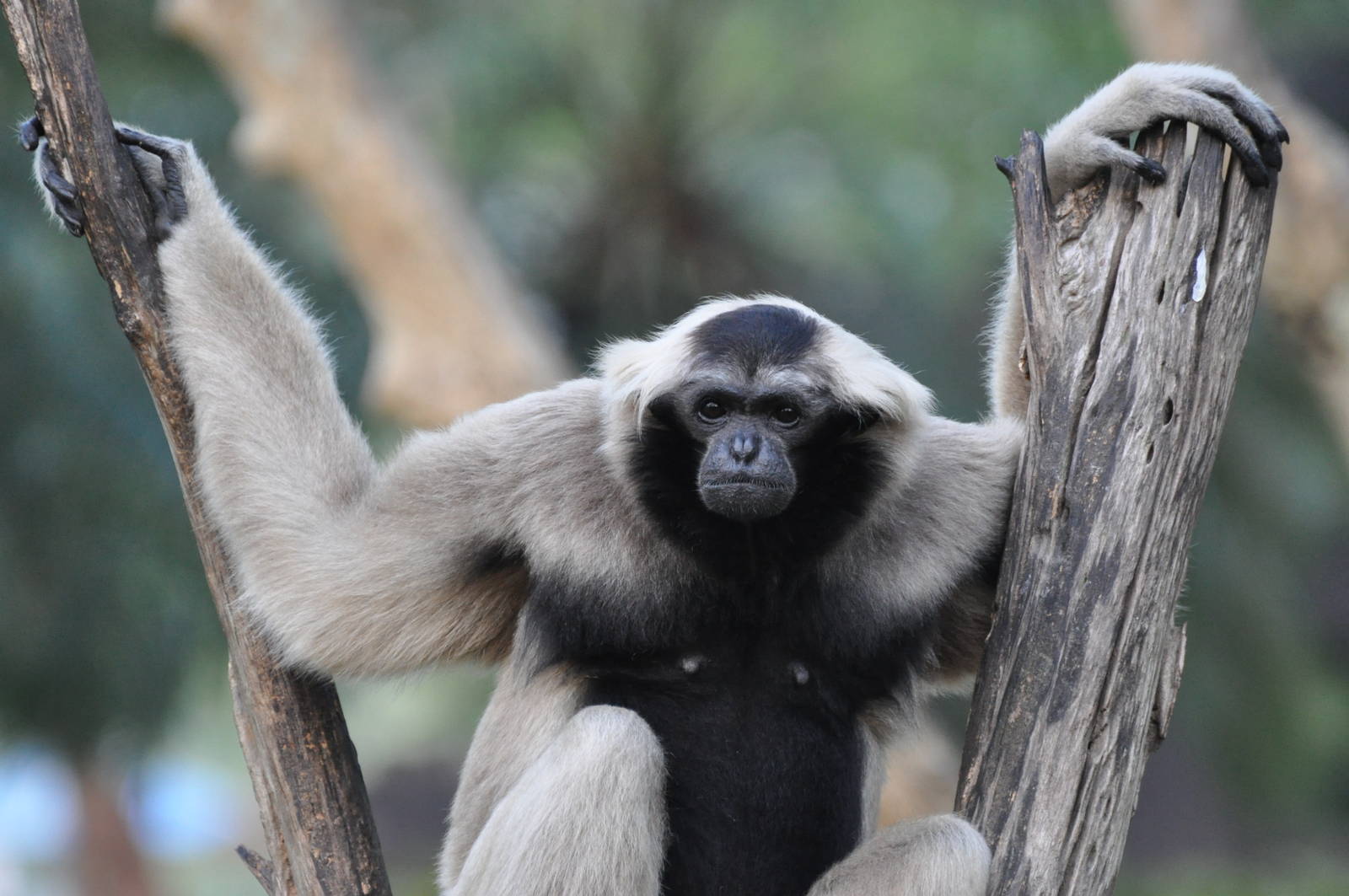 Pileated gibbon/ Hylobates pileatus