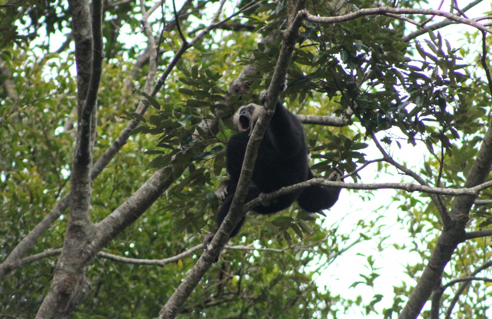 Pileated Gibbon (Hylobates pileatus)