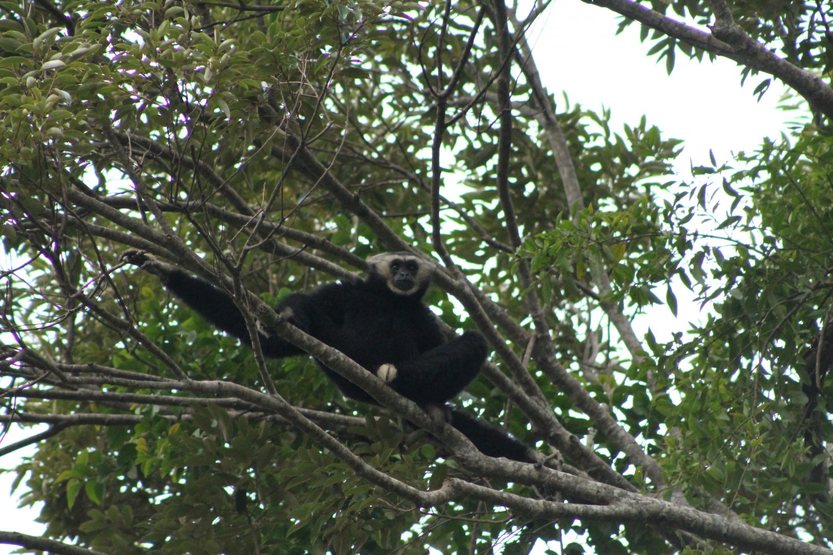 Pileated Gibbon (Hylobates pileatus)