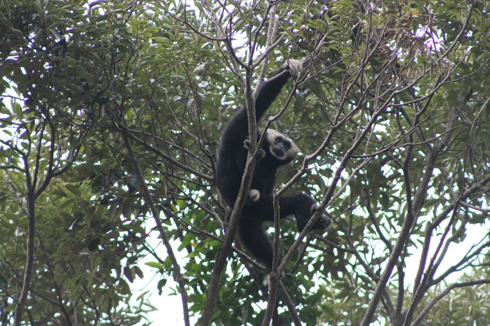 Pileated Gibbon (Hylobates pileatus)