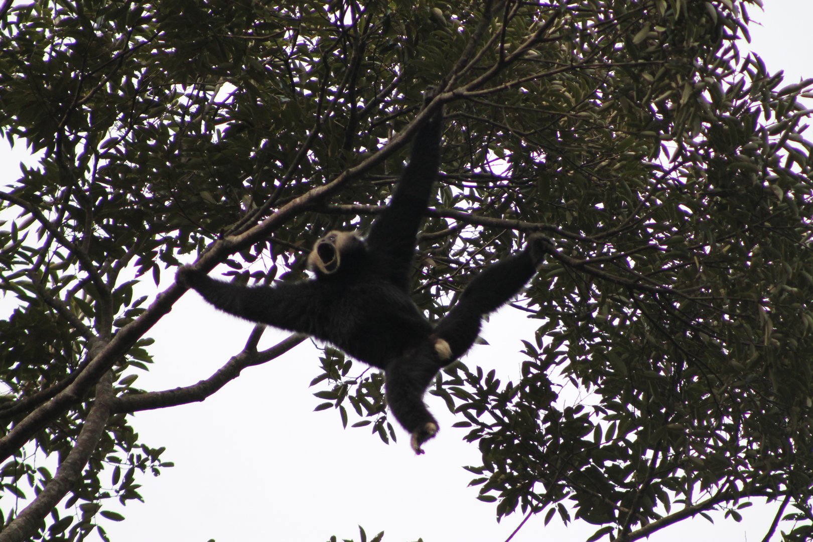Pileated Gibbon (Hylobates pileatus)