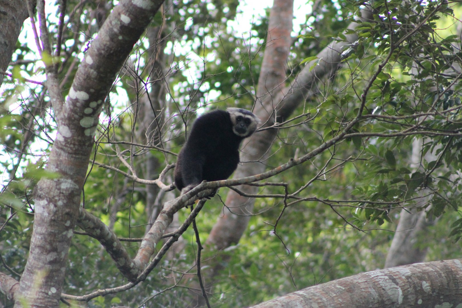 Pileated Gibbon (Hylobates pileatus)
