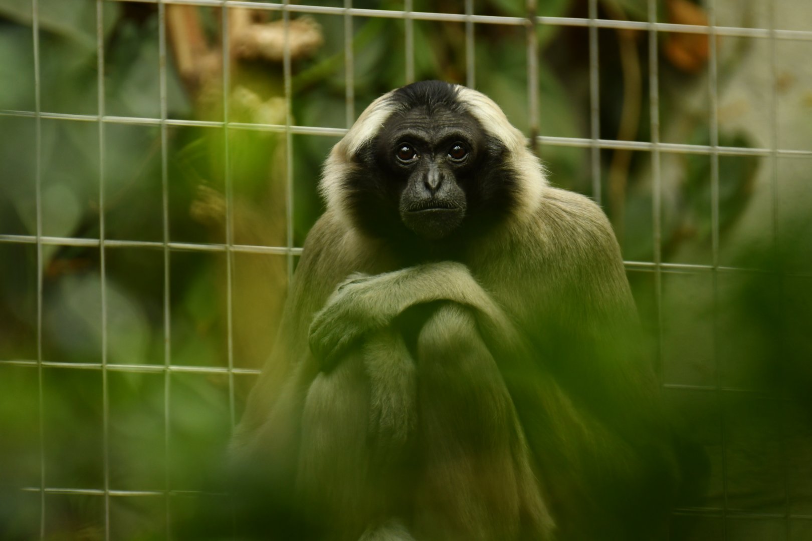 Pileated gibbon (Hylobates pileatus)