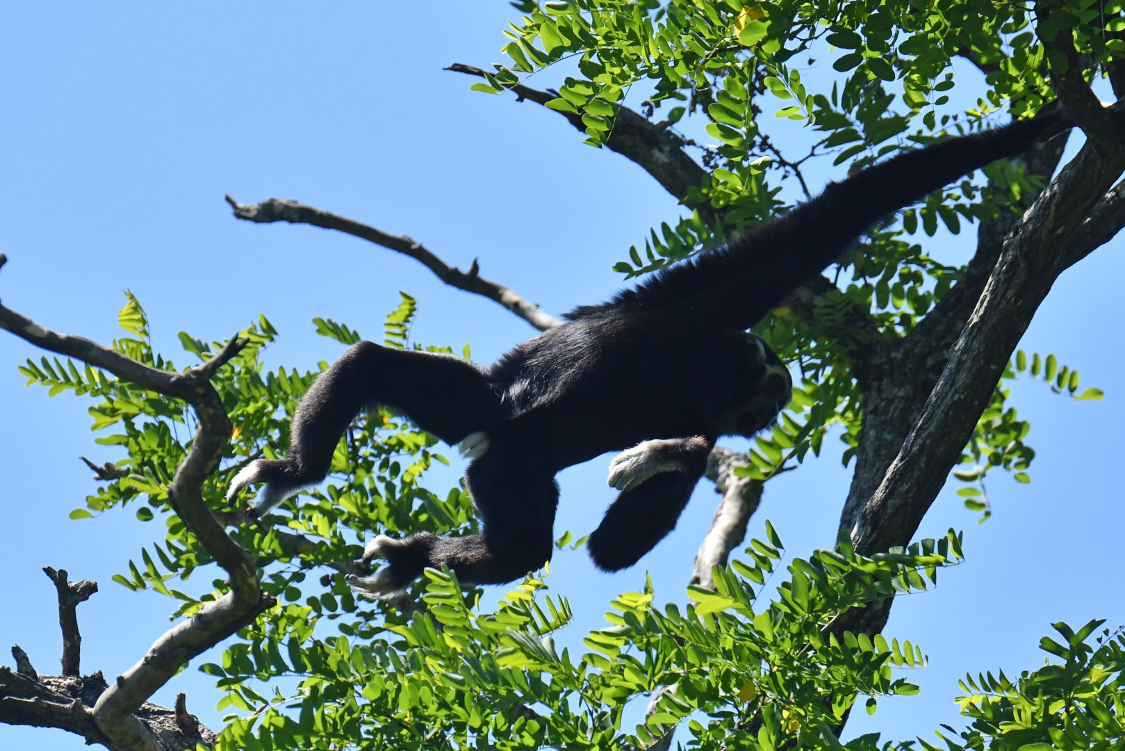 Pileated gibbon (Hylobates pileatus)