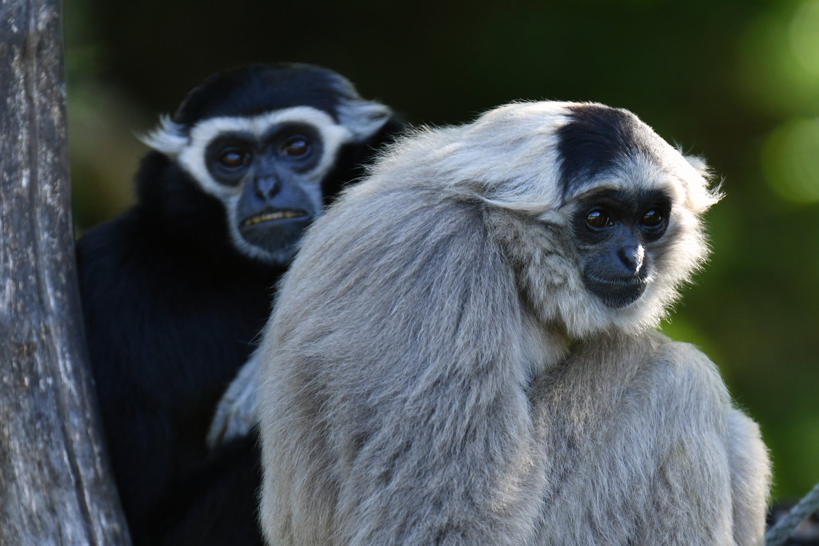 Pileated gibbon (Hylobates pileatus)