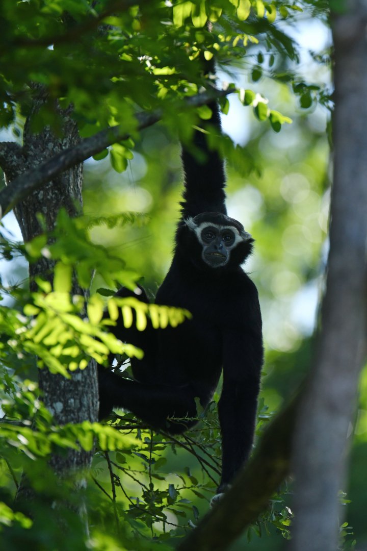 Pileated gibbon (Hylobates pileatus)