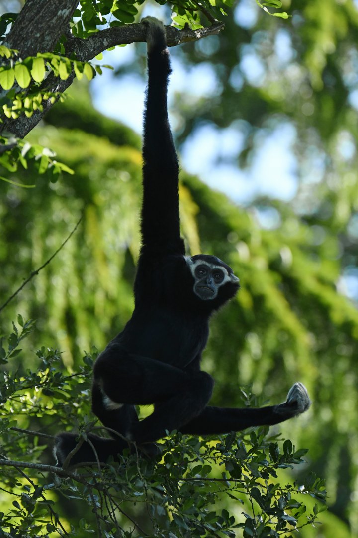 Pileated gibbon (Hylobates pileatus)