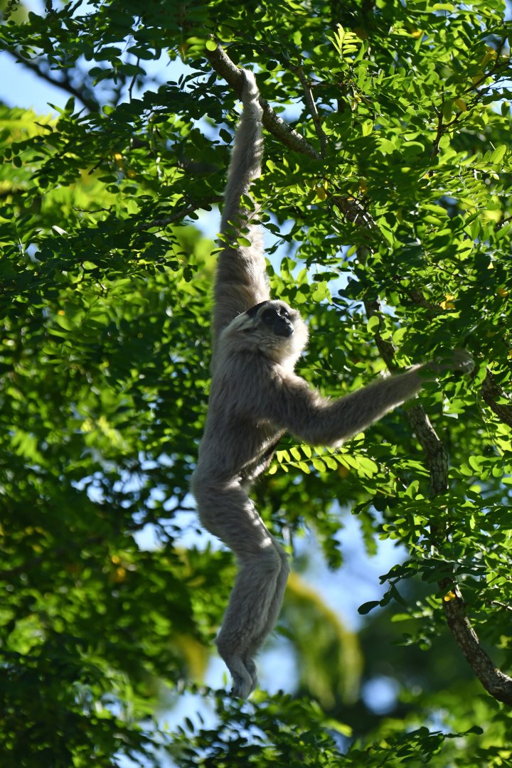 Pileated gibbon (Hylobates pileatus)
