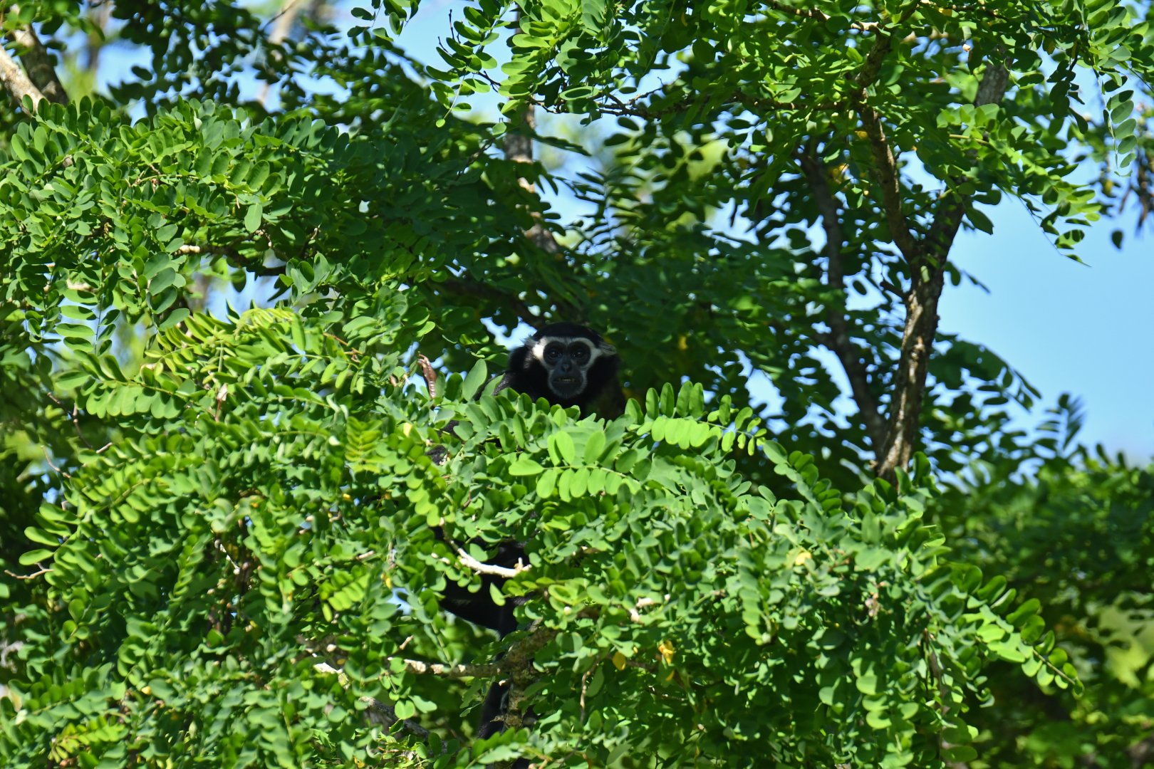 Pileated gibbon (Hylobates pileatus)
