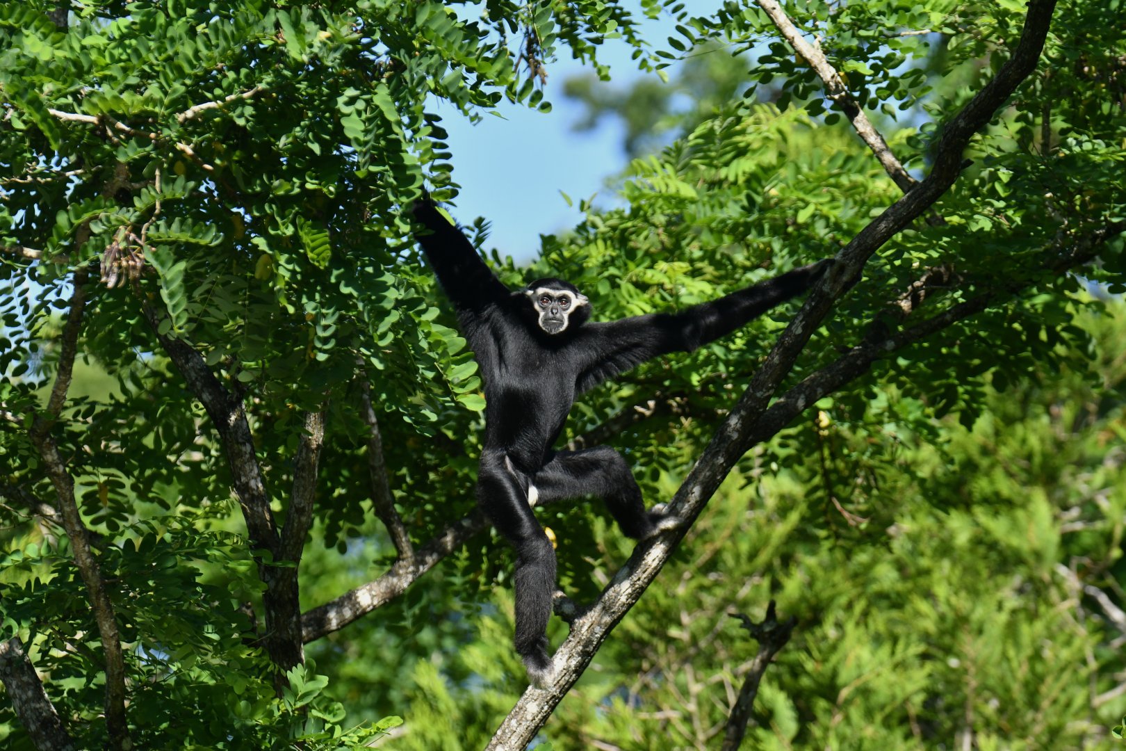 Pileated gibbon (Hylobates pileatus)