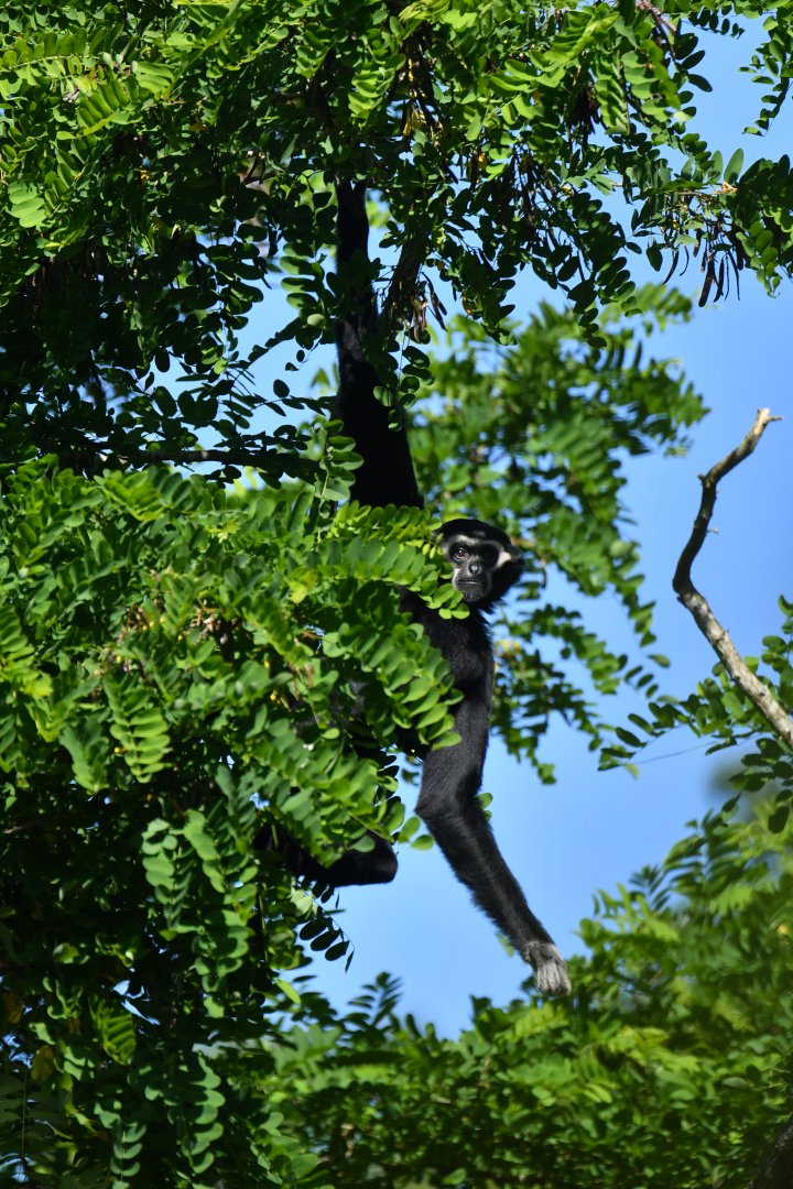 Pileated gibbon (Hylobates pileatus)