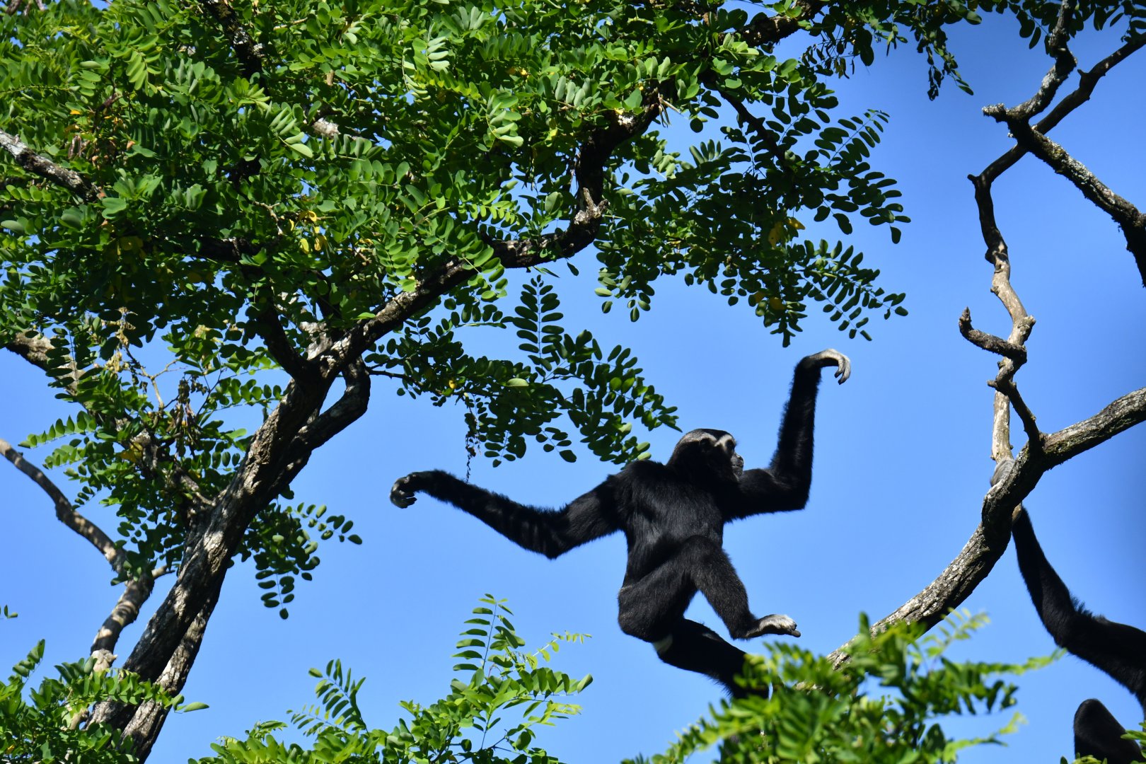 Pileated gibbon (Hylobates pileatus)