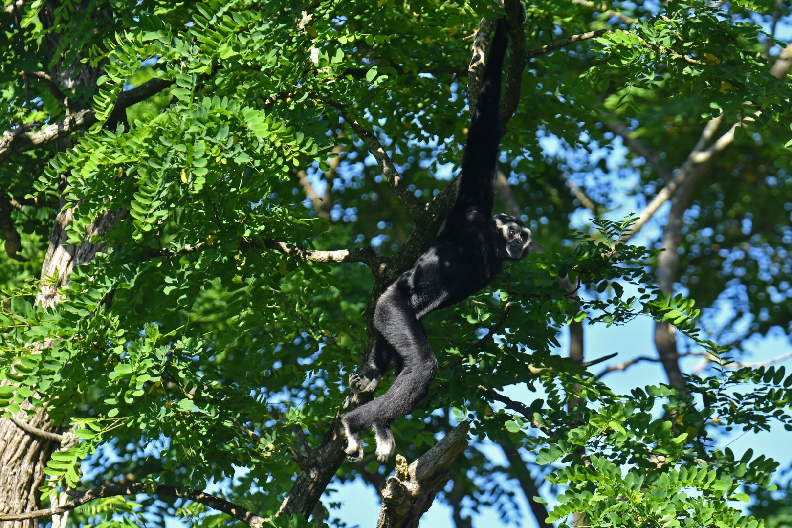 Pileated gibbon (Hylobates pileatus)