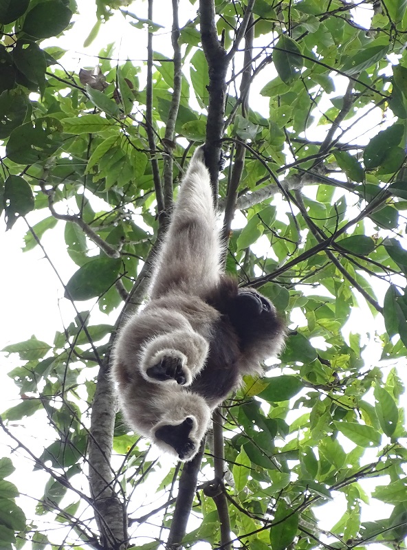 Pileated gibbon (Hylobates pileatus)