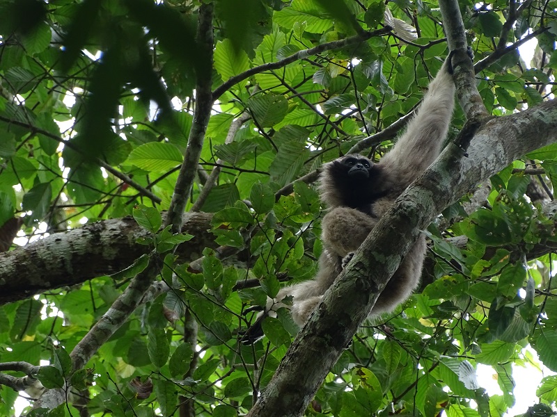 Pileated gibbon (Hylobates pileatus)