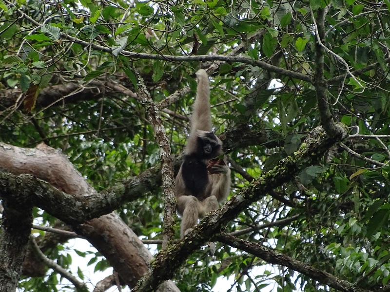Pileated gibbon (Hylobates pileatus)