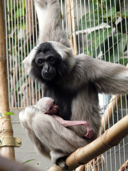Pileated gibbon (Hylobates pileatus)