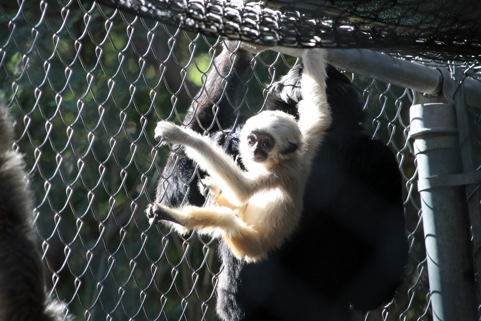 Pileated Gibbon (Hylobates pileatus)
