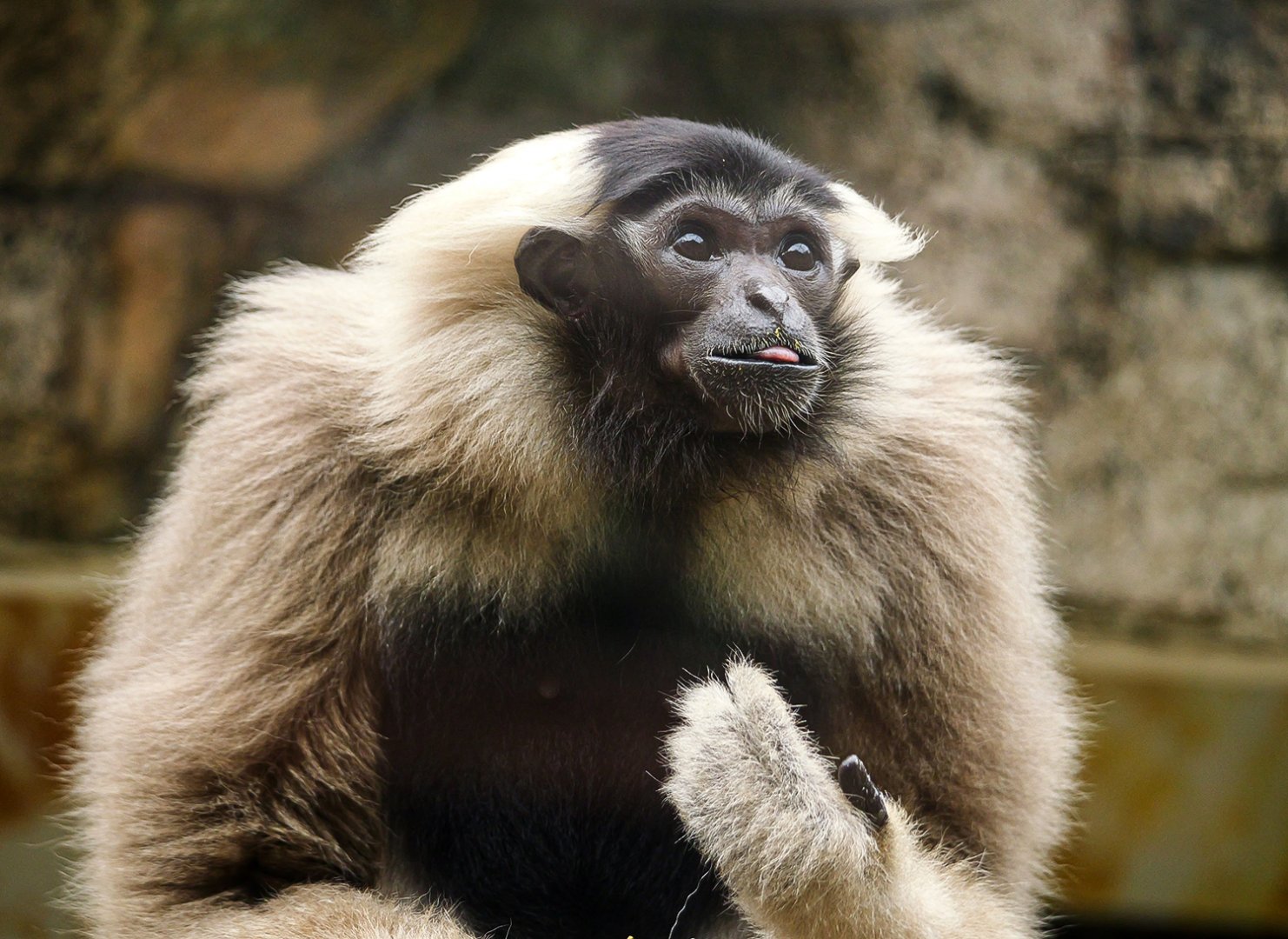 Pileated Gibbon (Hylobates pileatus)