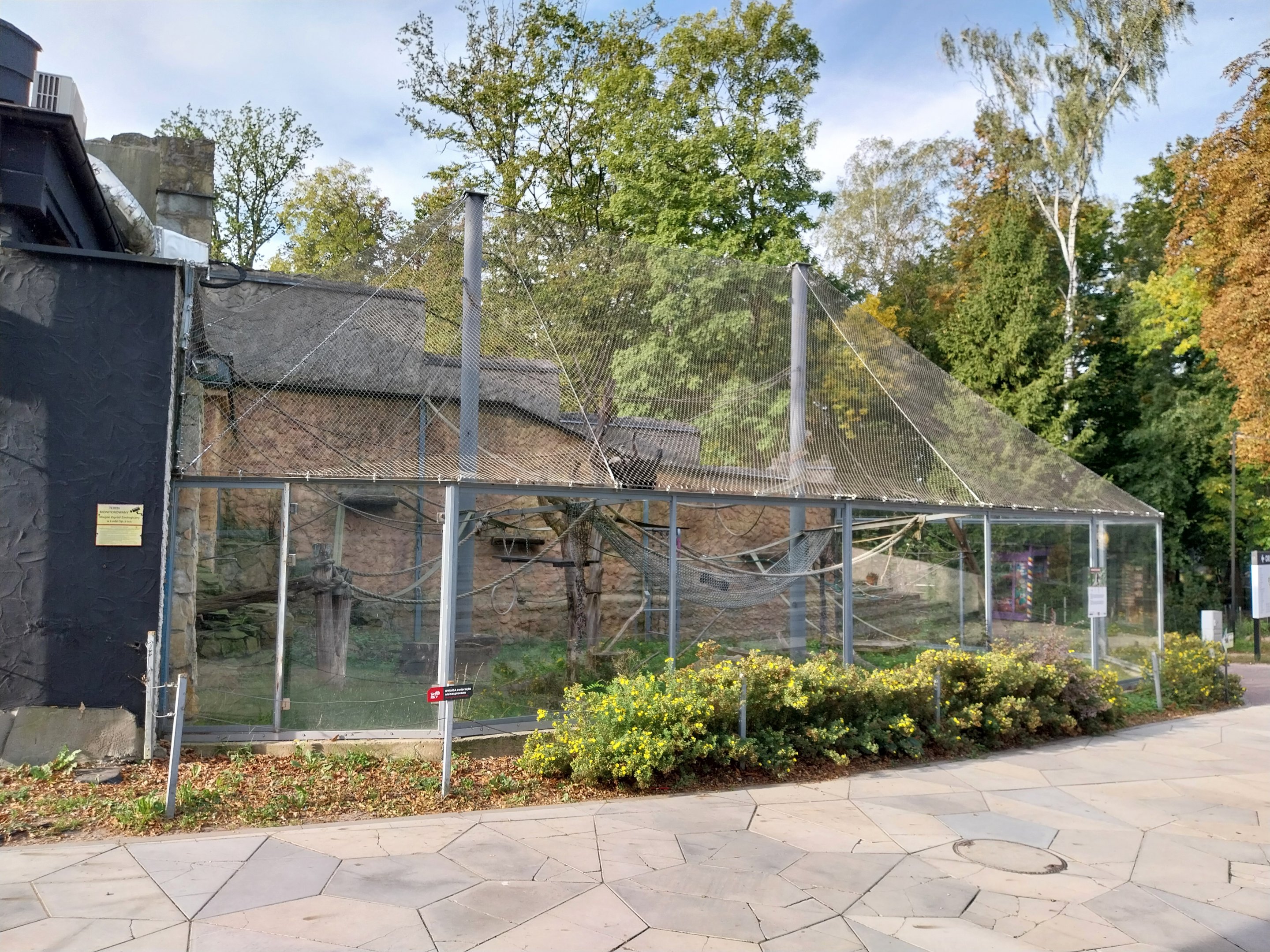 Pileated Gibbon (Hylobates pileatus)