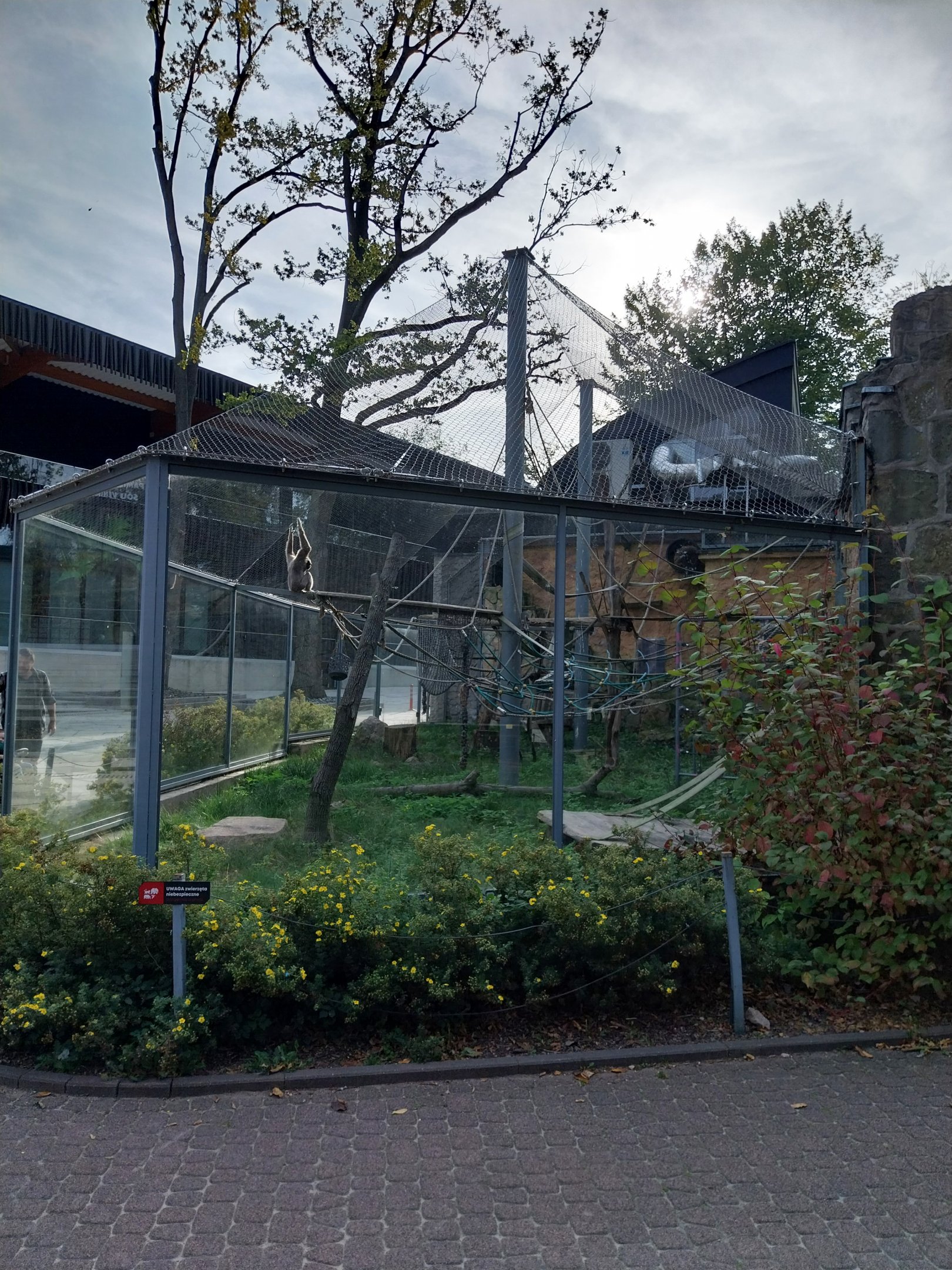 Pileated Gibbon (Hylobates pileatus)