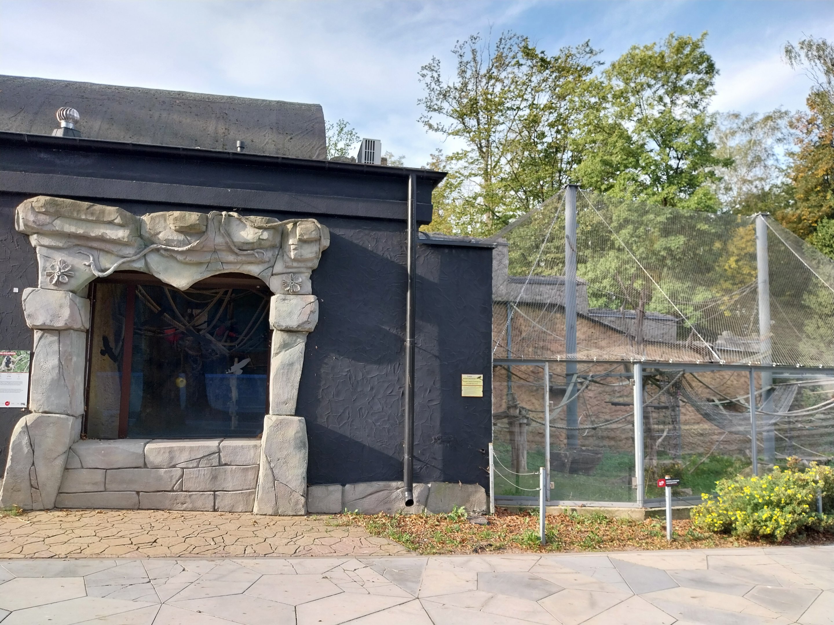 Pileated Gibbon (Hylobates pileatus)