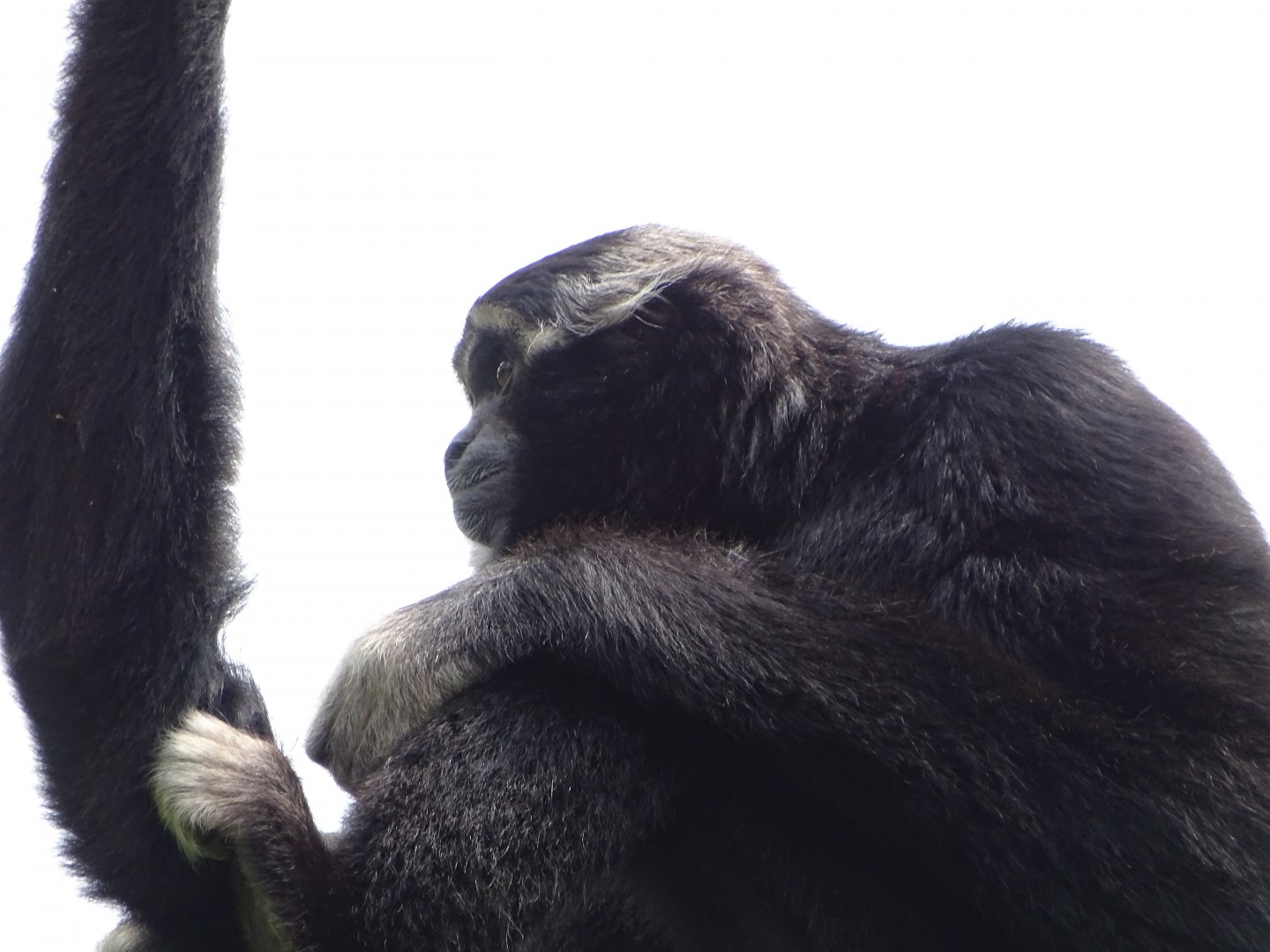 Pileated gibbon (Hylobates pileatus)