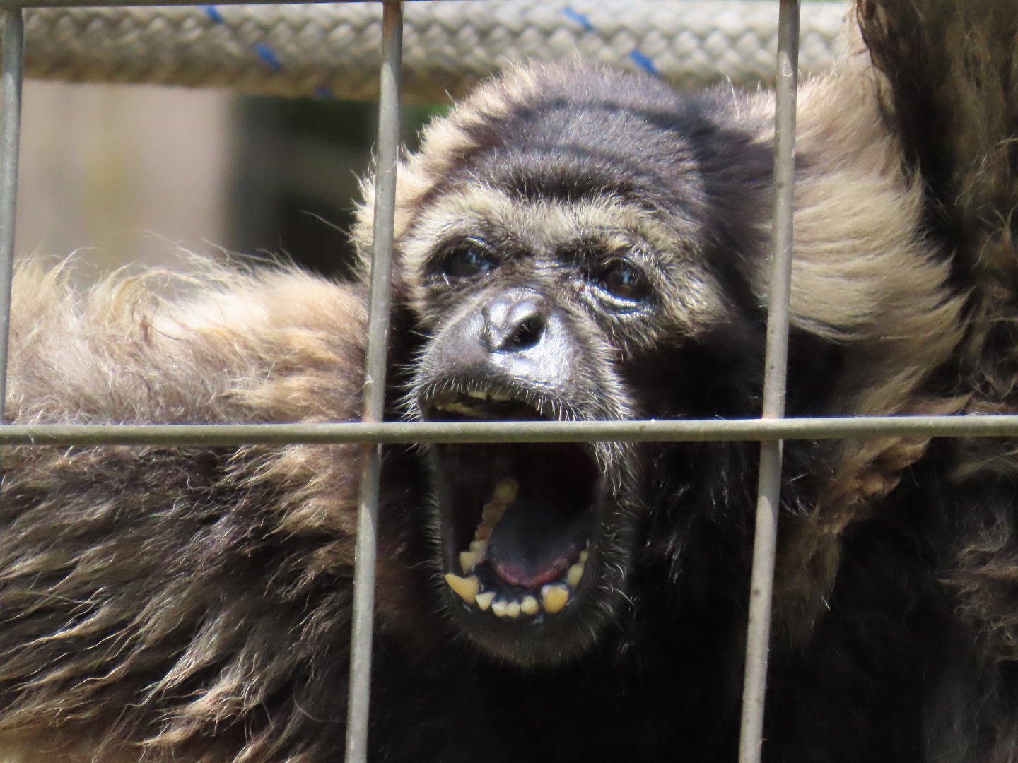 Pileated Gibbon (Hylobates pileatus)