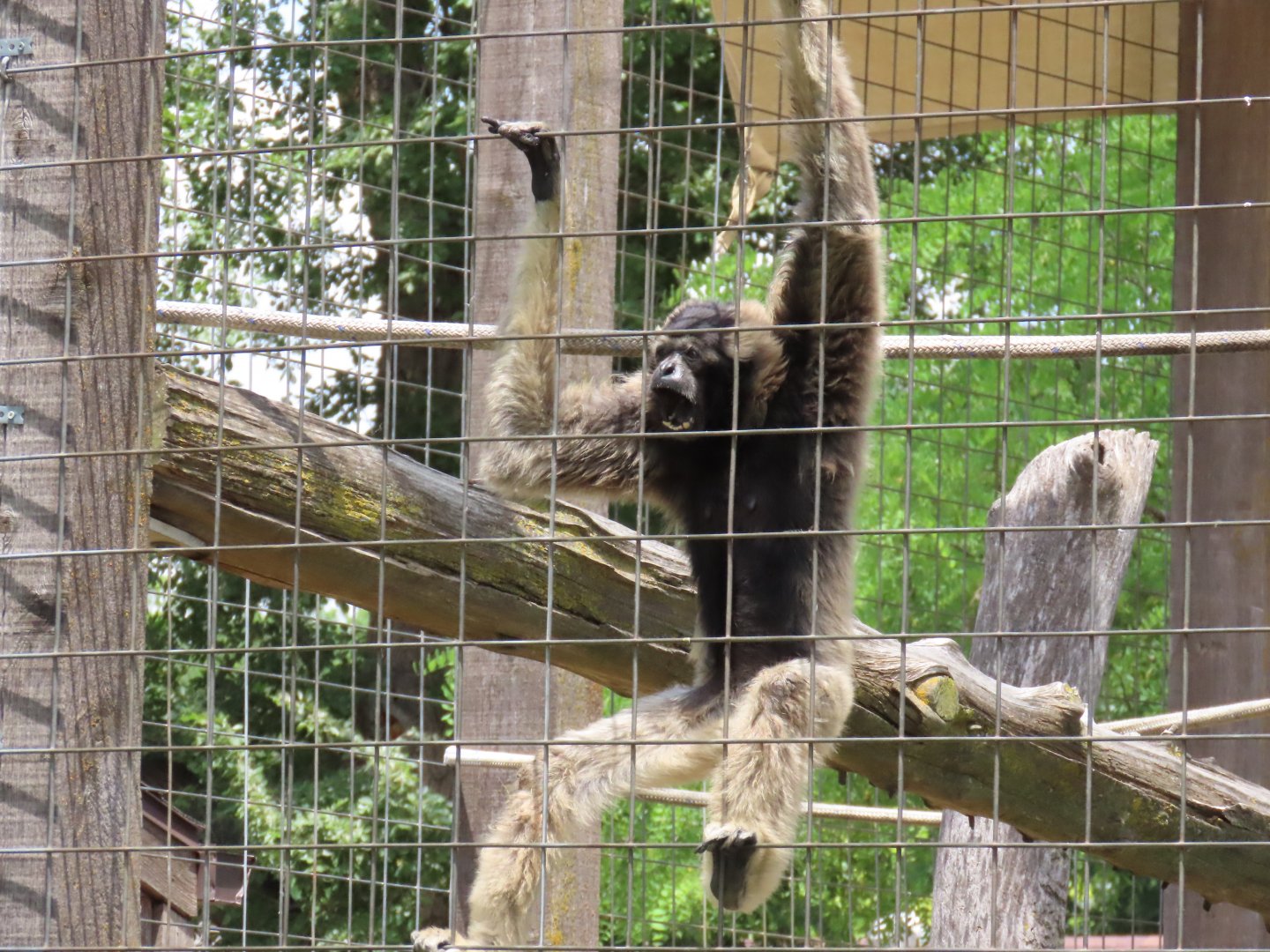 Pileated Gibbon (Hylobates pileatus)