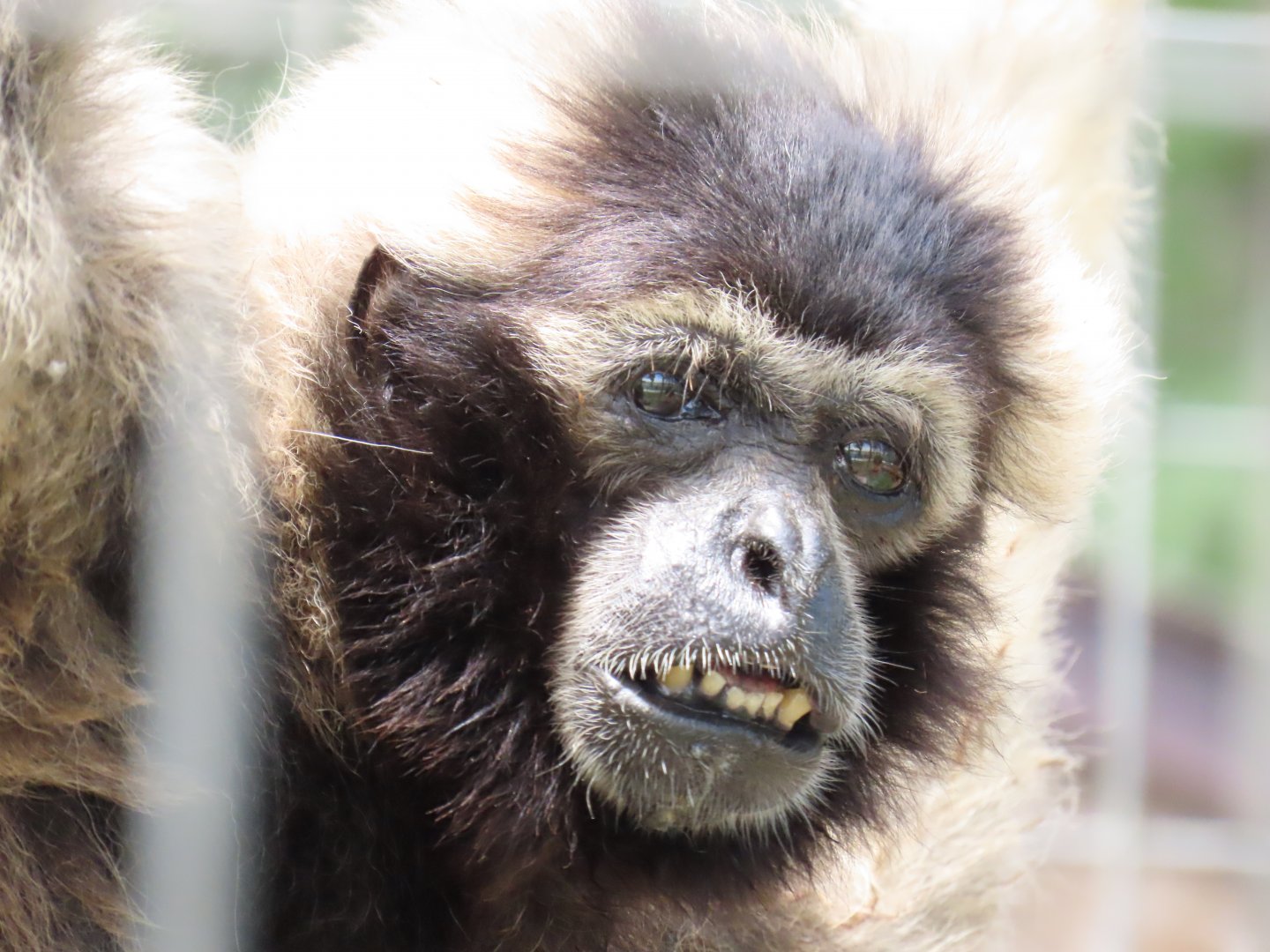 Pileated Gibbon (Hylobates pileatus)
