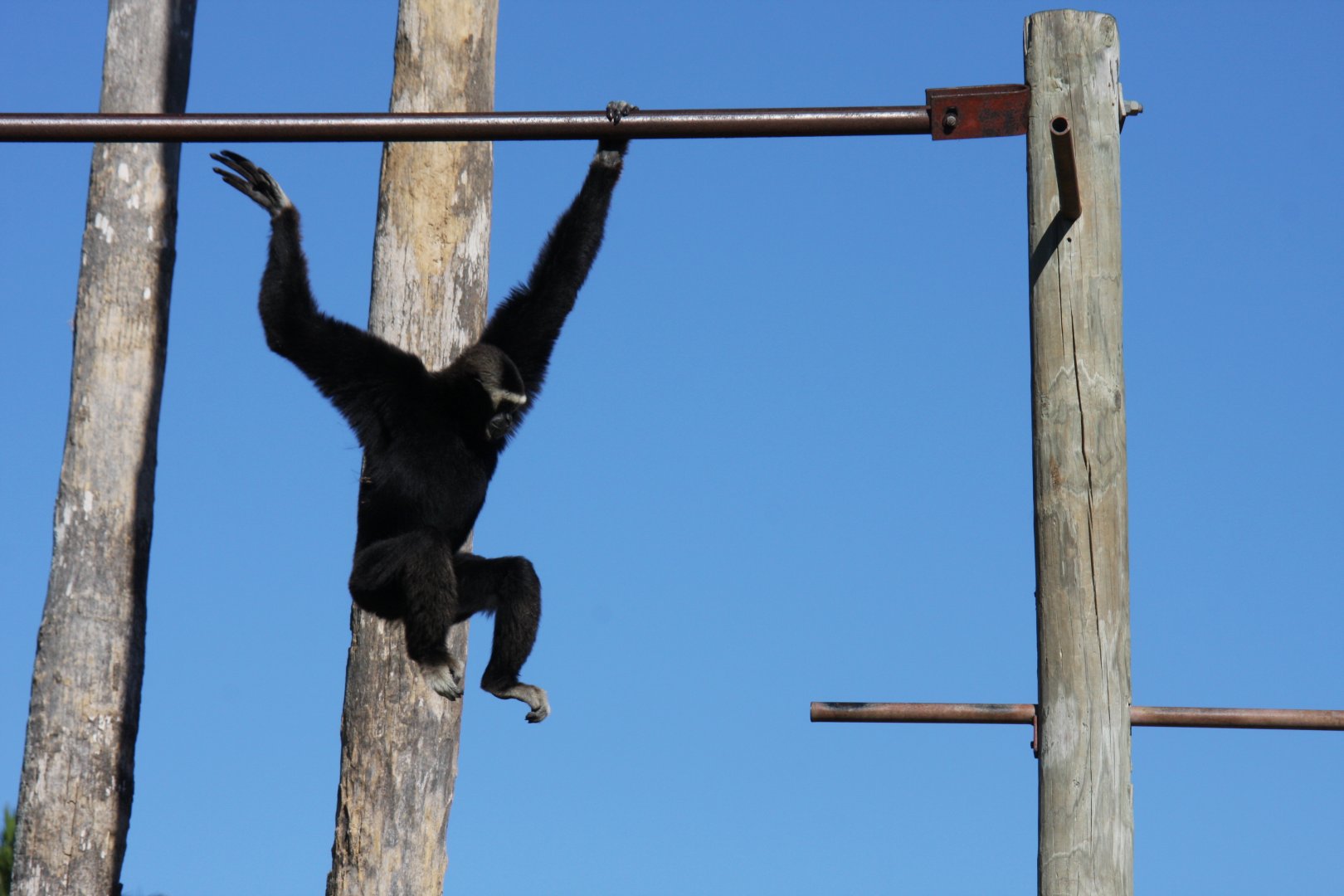 pileated gibbon (Hylobates pileatus)
