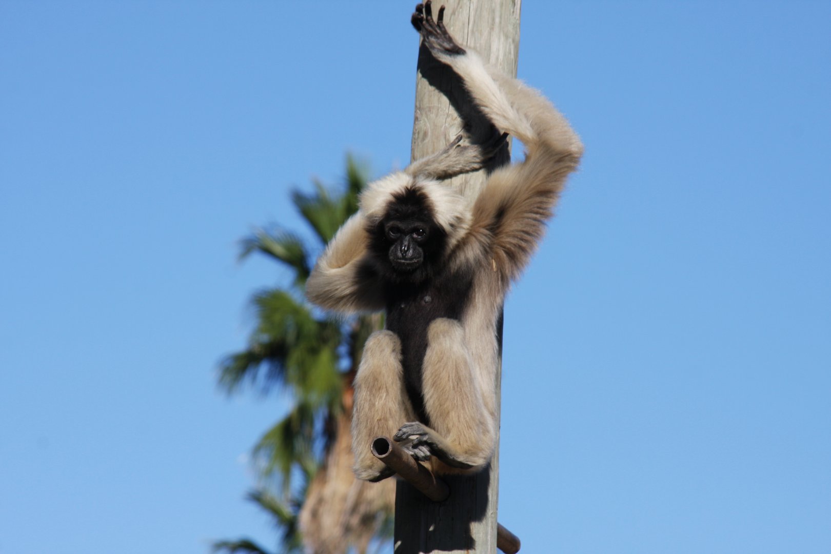 pileated gibbon (Hylobates pileatus)
