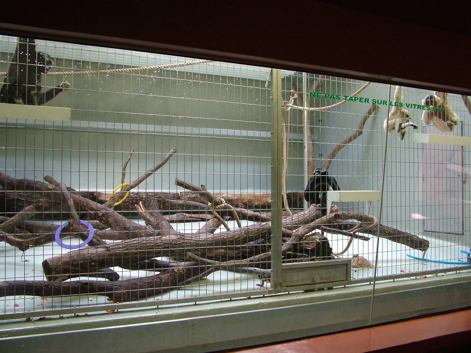 Pileated Gibbon indoor area at Mulhouse 29/08/09