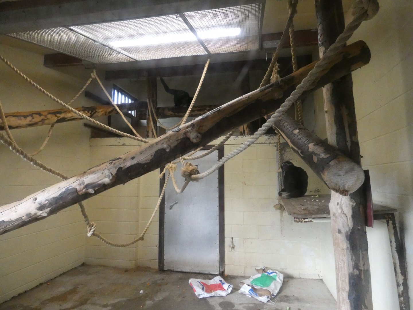 Pileated gibbon indoor enclosure by the lake