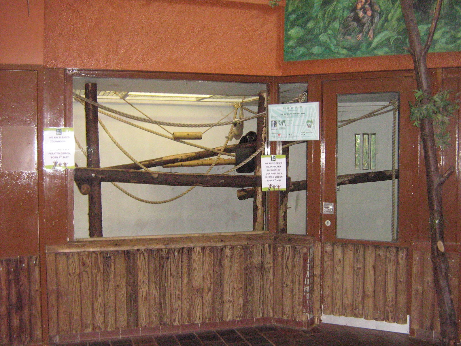 Pileated Gibbon Indoor Enclosure.