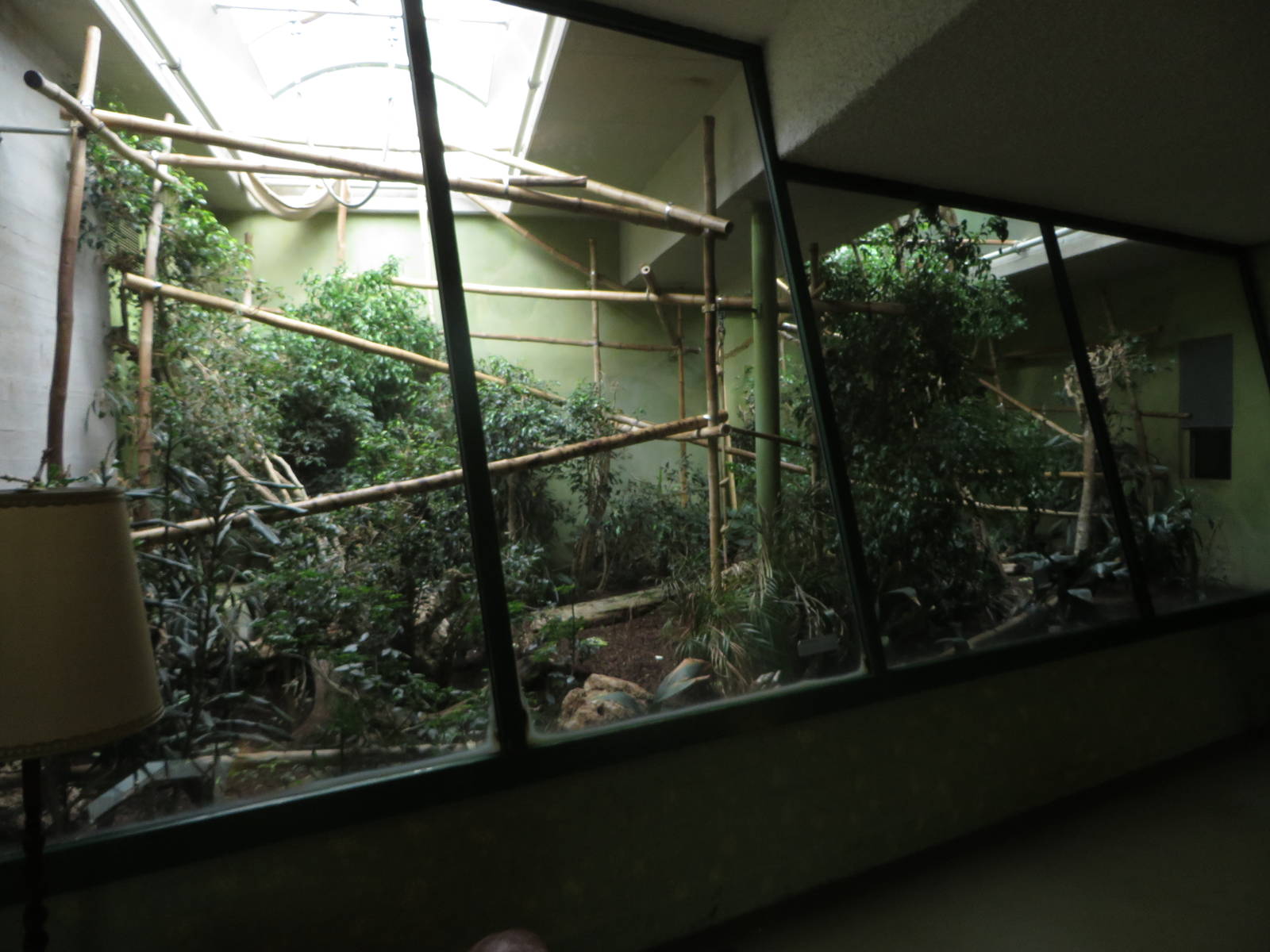 Pileated gibbon indoor enclosure