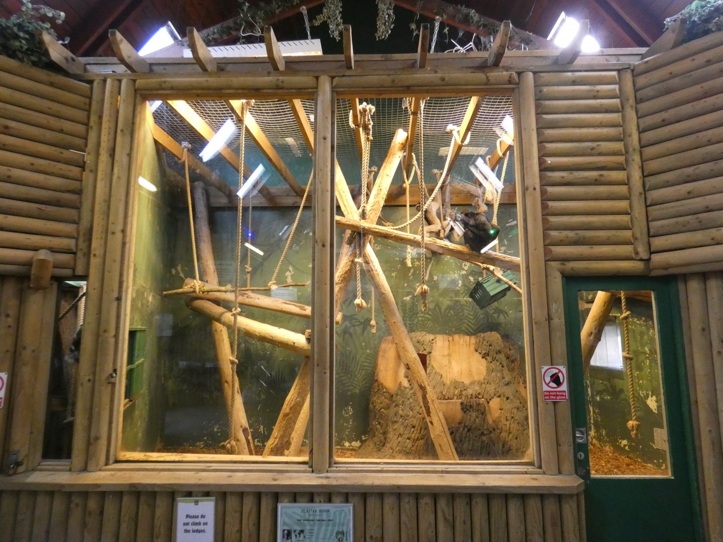 Pileated gibbon indoor enclosure
