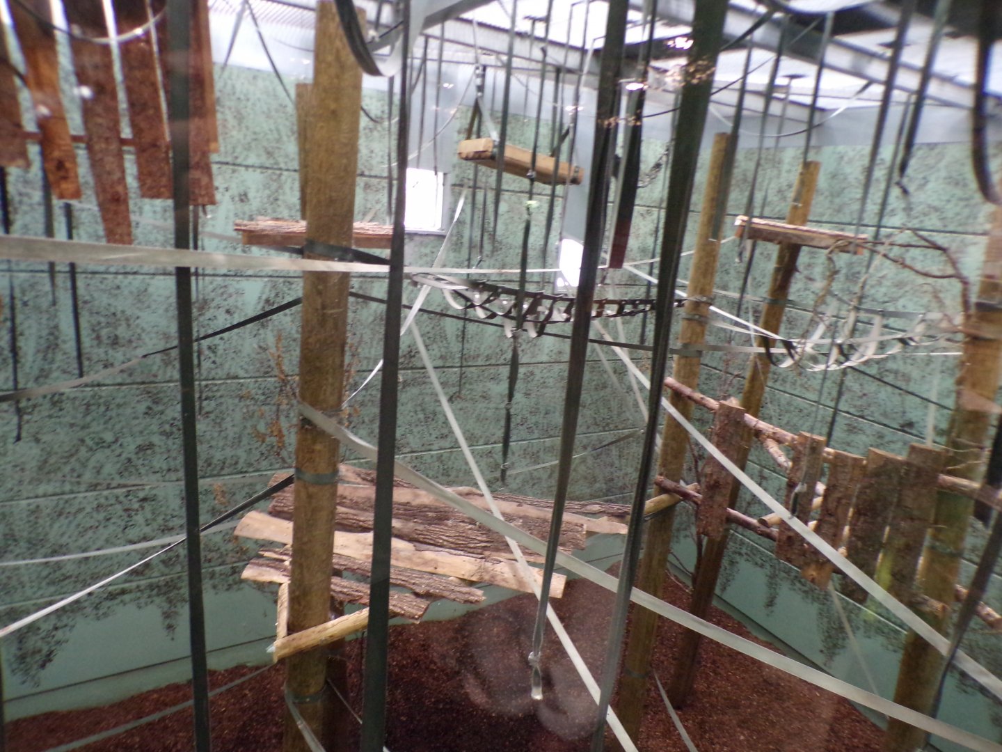 Pileated gibbon indoors 7.7.24