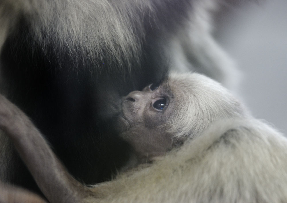 Pileated gibbon infant suckling