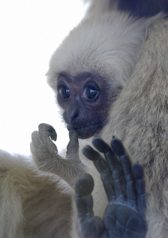 Pileated gibbon infant