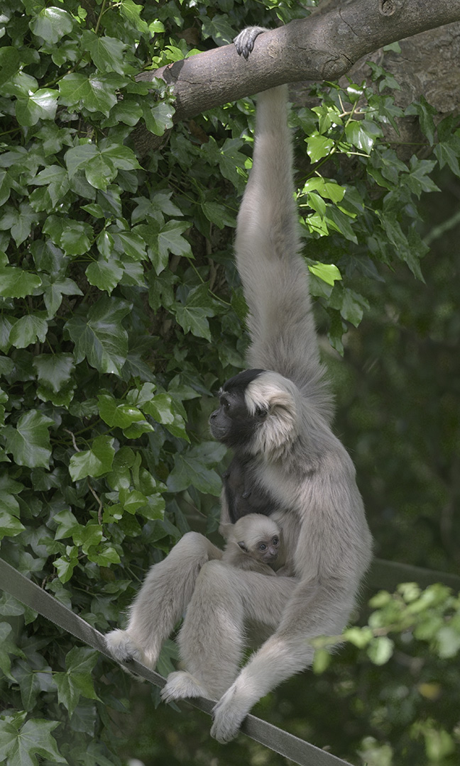Pileated gibbon + infant