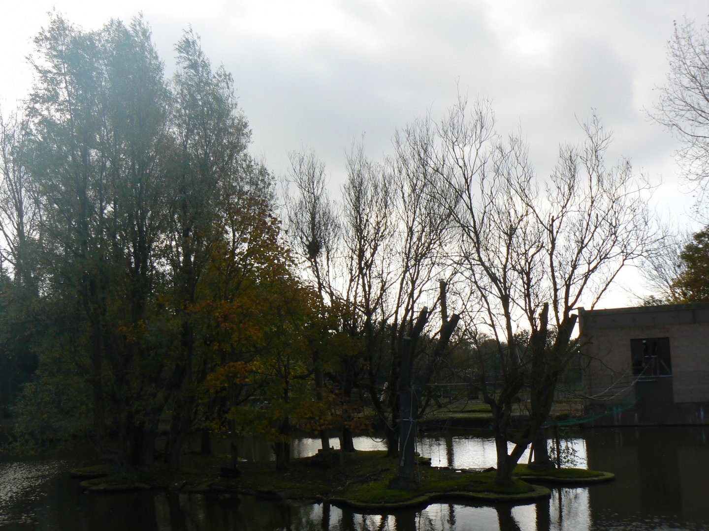 Pileated Gibbon Island - 15 October 2017