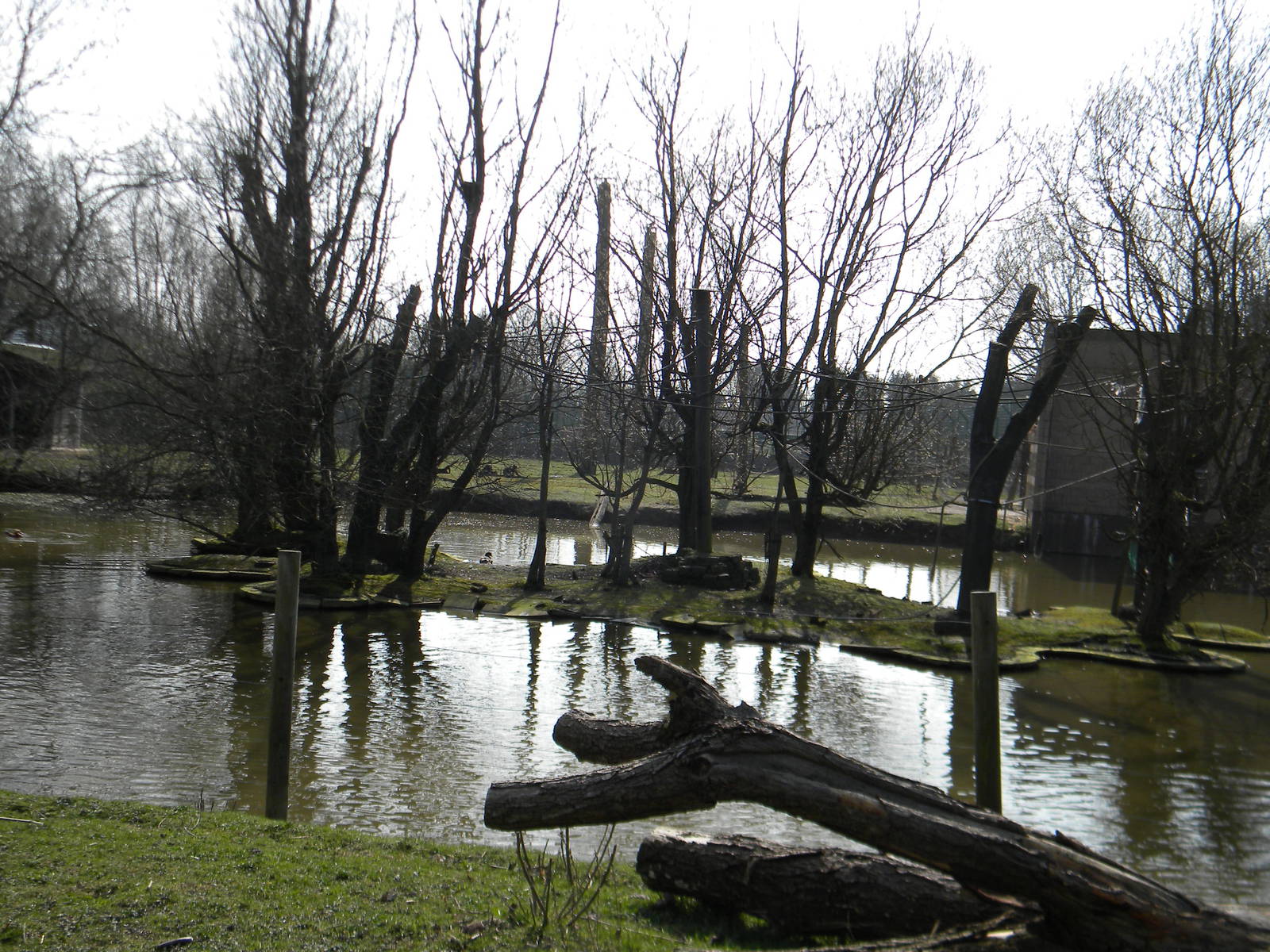 Pileated Gibbon island enclosure at Blackpool Zoo 27th March 2011