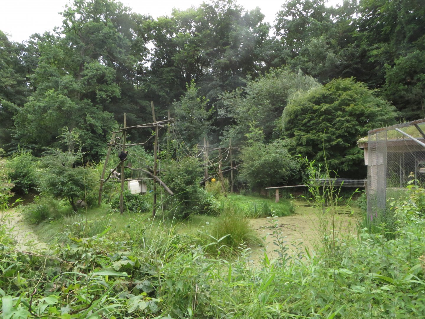 Pileated Gibbon island