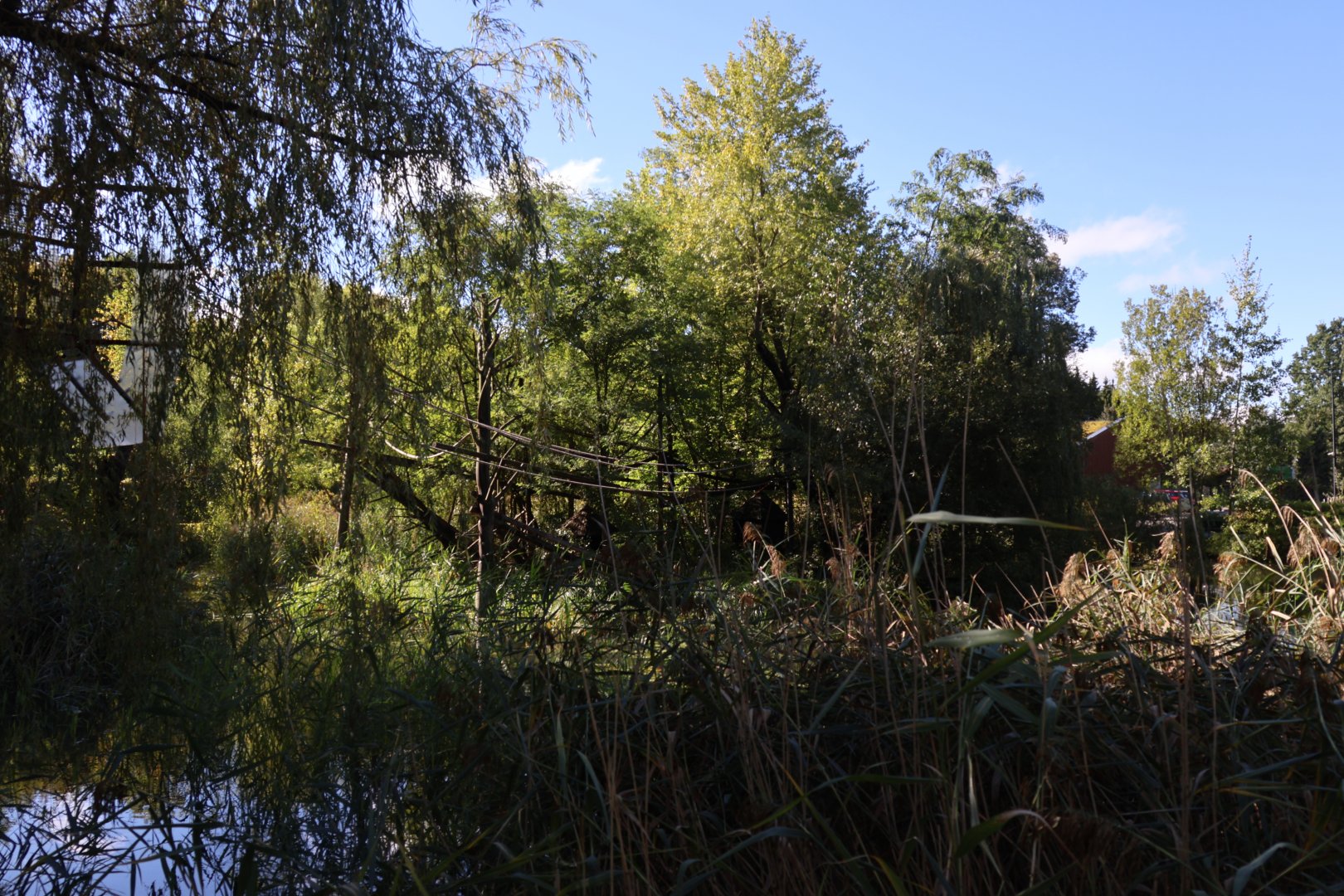 Pileated Gibbon island