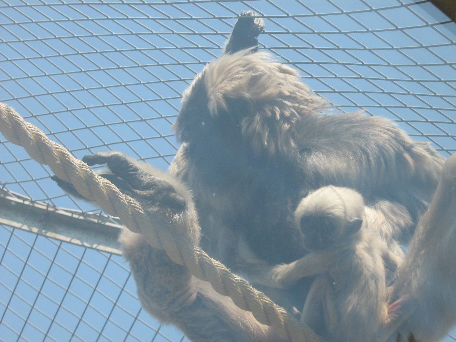 pileated gibbon ivy and her baby
