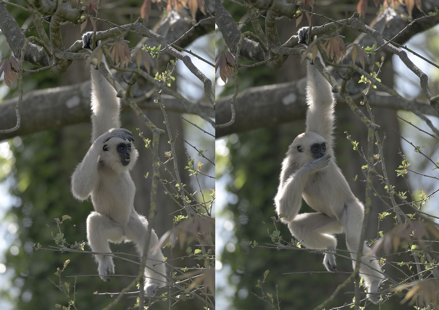Pileated gibbon juvenile